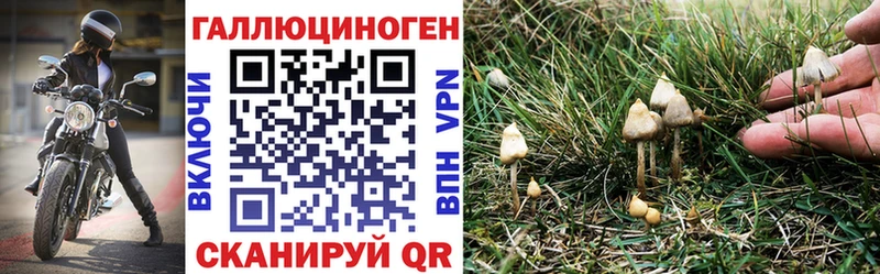 магазин продажи   Рыбное  Псилоцибиновые грибы MAGIC MUSHROOMS 
